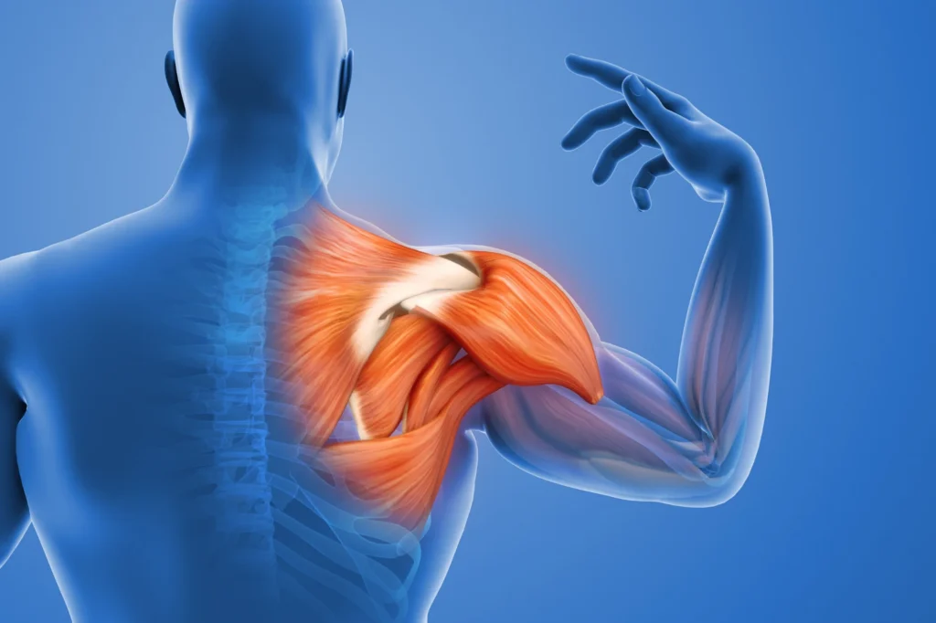 shoulder tendons