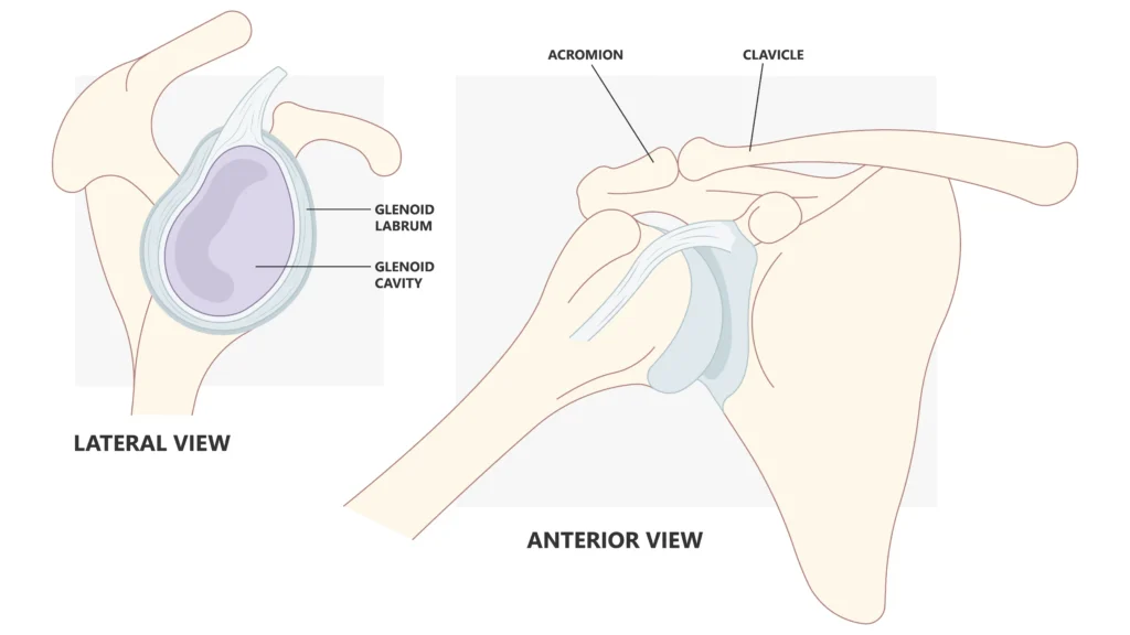 Anatomical Graphic Glenoid Labrum Anterior and lateral view of the shoulder anatomy, with a focus on the glenoid labrum and glenoid cavity.